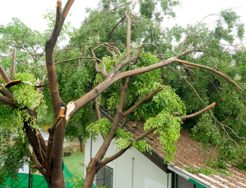 Your Roof & Wind Damage